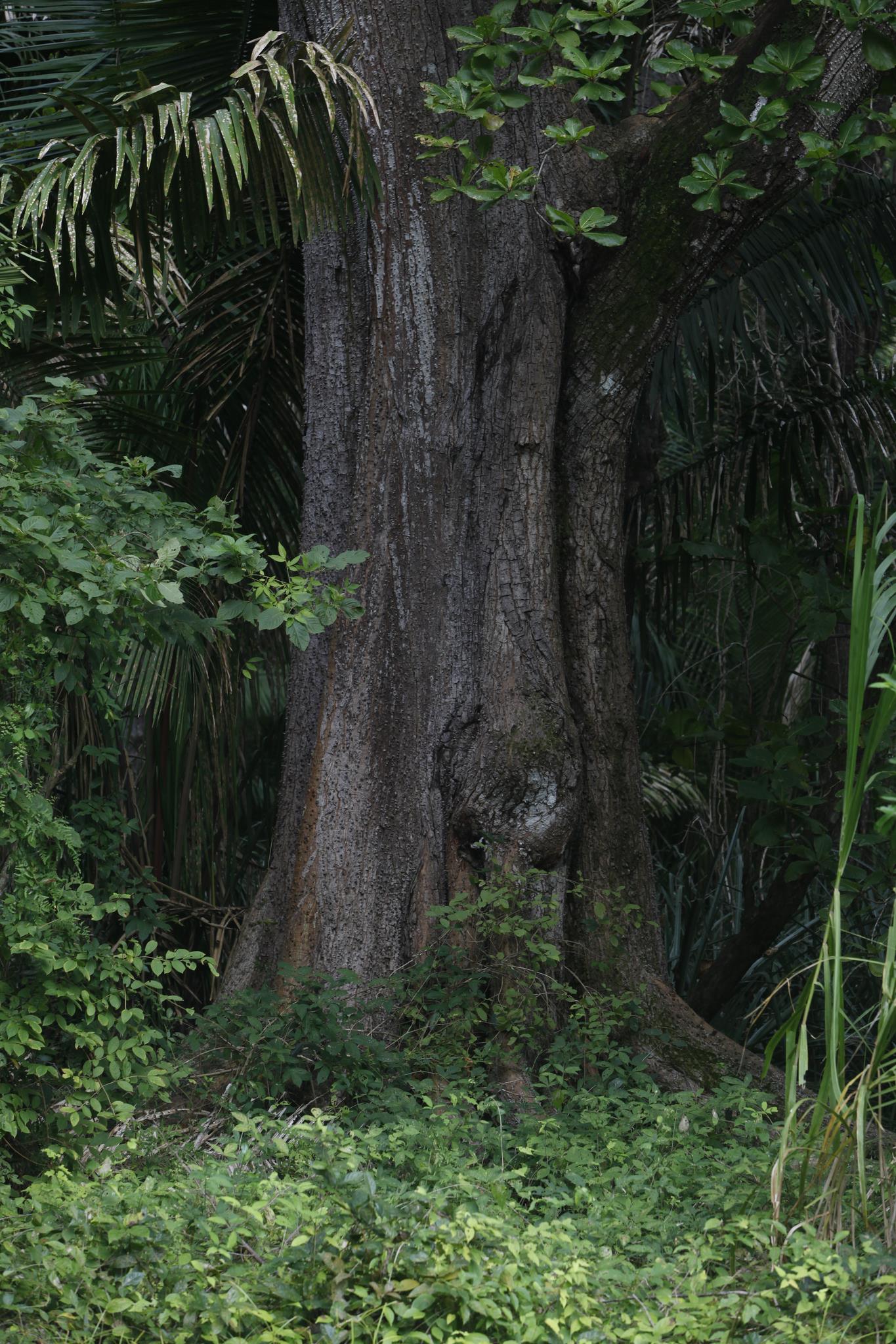 Isla Chira